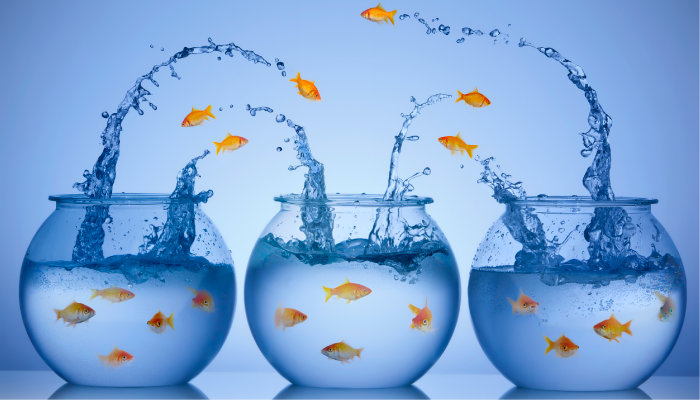 Polymorphism In Programming